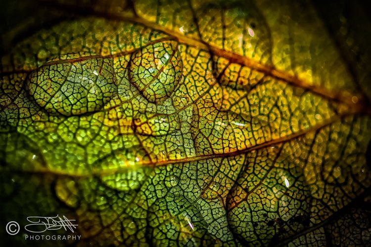 Water on a Cottonwood leaf